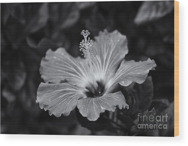 Hibiscus Wood Print featuring the photograph Light Magnets... by Dan Hefle