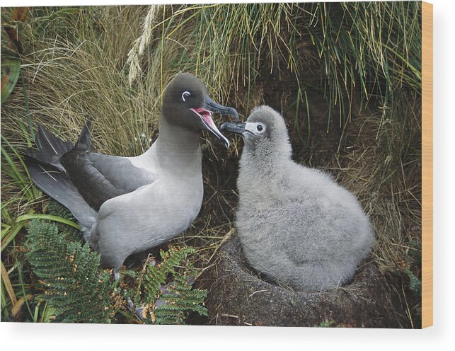 Feb0514 Wood Print featuring the photograph Light-mantled Albatross Feeding Chick by Tui De Roy