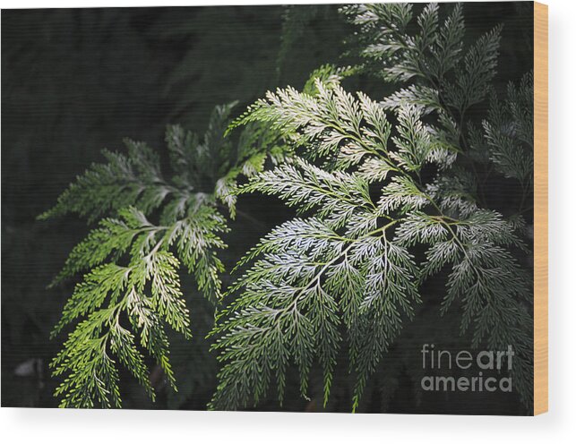 Evergreen Wood Print featuring the photograph Light on the Fern by Sarah Schroder