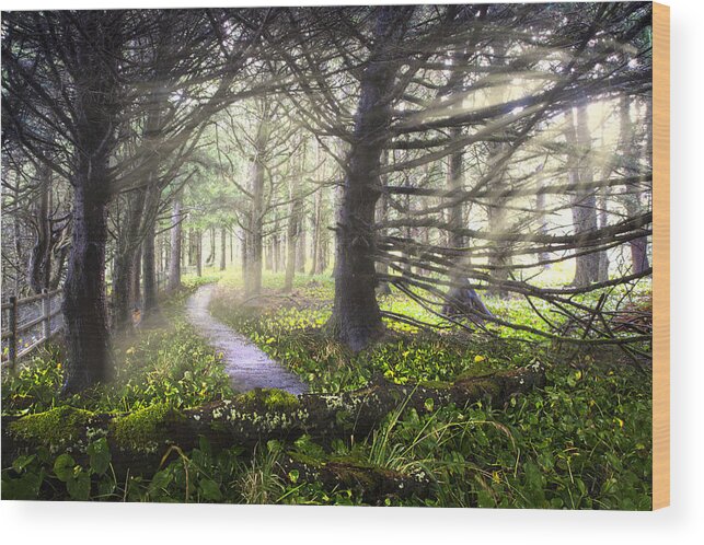 Fall Wood Print featuring the photograph Light on the Trail by Debra and Dave Vanderlaan