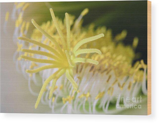 Cactus Wood Print featuring the photograph Like a Spider by Tamara Becker