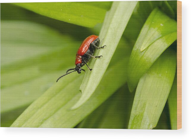Lily Beetle Wood Print featuring the photograph Lily Beetle by Spikey Mouse Photography