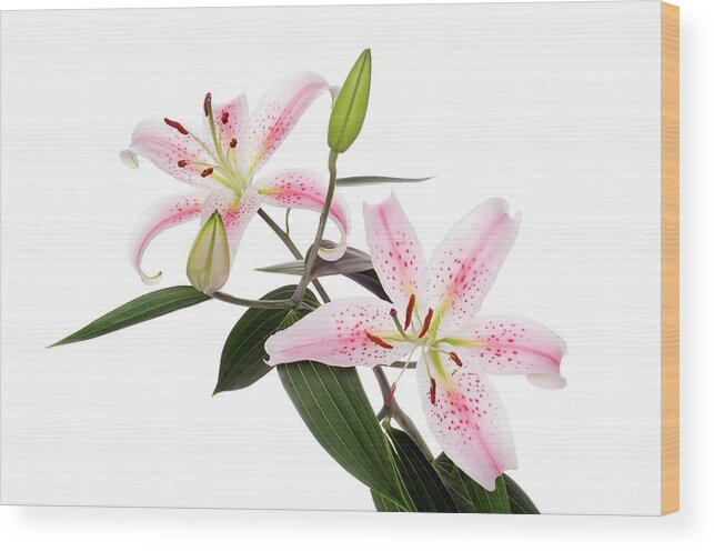 Lily Wood Print featuring the photograph Lily Flowers by Daniel Sambraus/science Photo Library