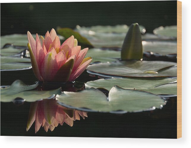 Water Lily Wood Print featuring the photograph Lily in Light by Leda Robertson