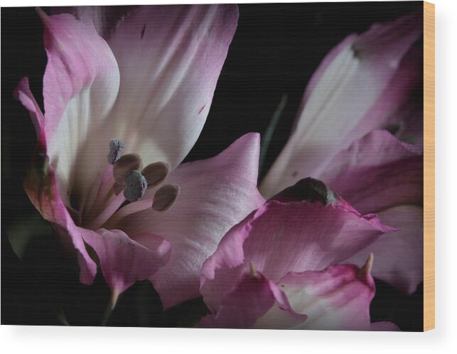 Alstremeria Wood Print featuring the photograph Lily of the Incas by Joe Kozlowski