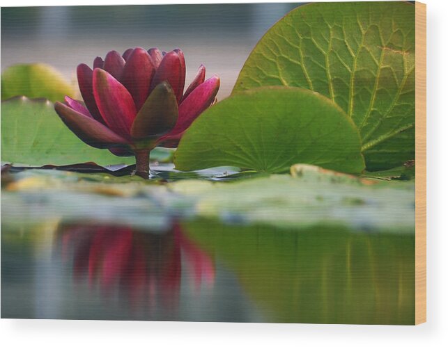 Water Lily Wood Print featuring the photograph Lily Reflections 3 by Leda Robertson