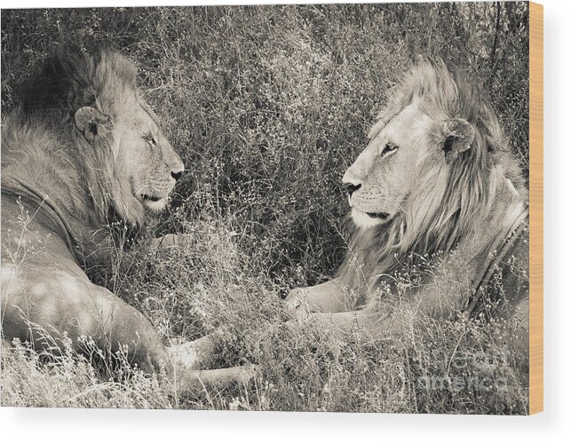 Lion Wood Print featuring the photograph Lion Brothers by Chris Scroggins