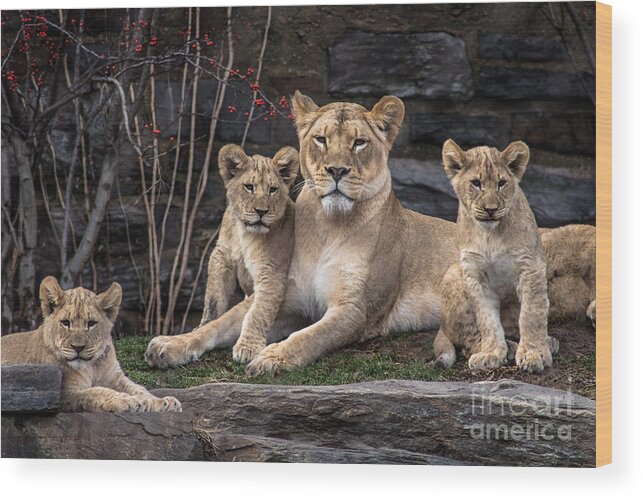 Lion Wood Print featuring the photograph Lion Pride by David Rucker