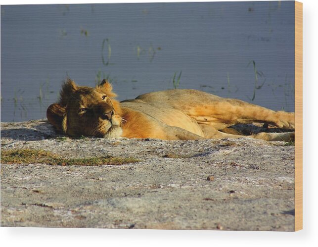 Lion Wood Print featuring the photograph Lion Resting by Amanda Stadther