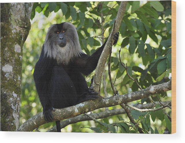Thomas Marent Wood Print featuring the photograph Lion-tailed Macaque In Tree India by Thomas Marent