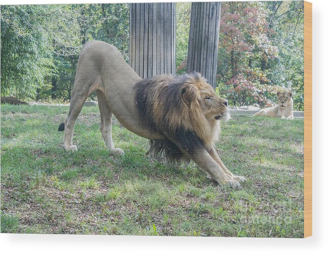 Lion Wood Print featuring the photograph Lion Yoga by Chris Scroggins