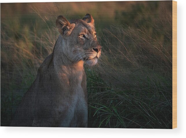 Lioness Wood Print featuring the photograph Lioness At Firt Day Ligth by Xavier Ortega