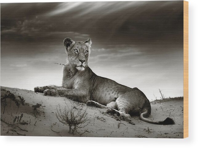 Lion Wood Print featuring the photograph Lioness on desert dune by Johan Swanepoel