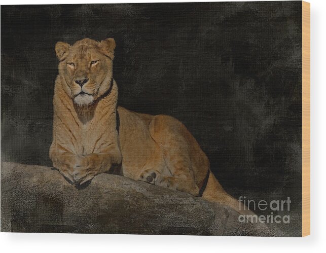 Lioness Wood Print featuring the photograph Lioness Portrait by Jayne Carney