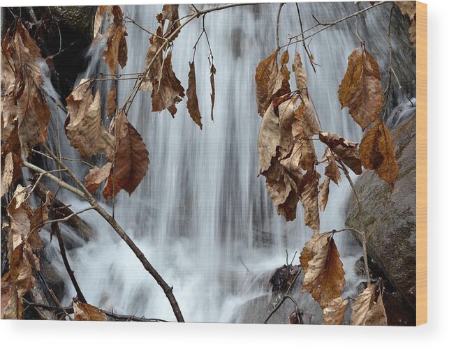 Natural Leaves Wood Print featuring the photograph Liquid Window by Jeff Bjune 