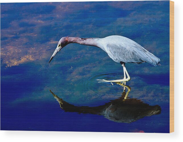 Animal Wood Print featuring the photograph Little Blue Heron Fishing by Ben Graham