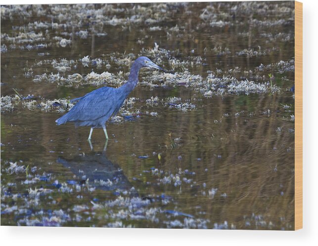 Sanibel Wood Print featuring the photograph Little Blue Heron by Gary Hall