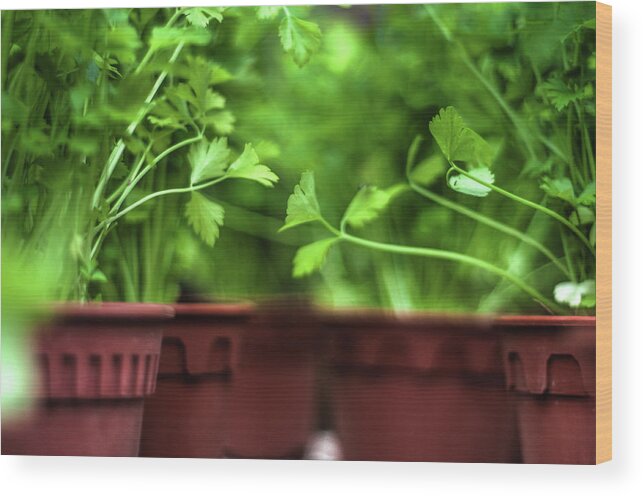 Outdoors Wood Print featuring the photograph Little Garden by Art At Its Best!