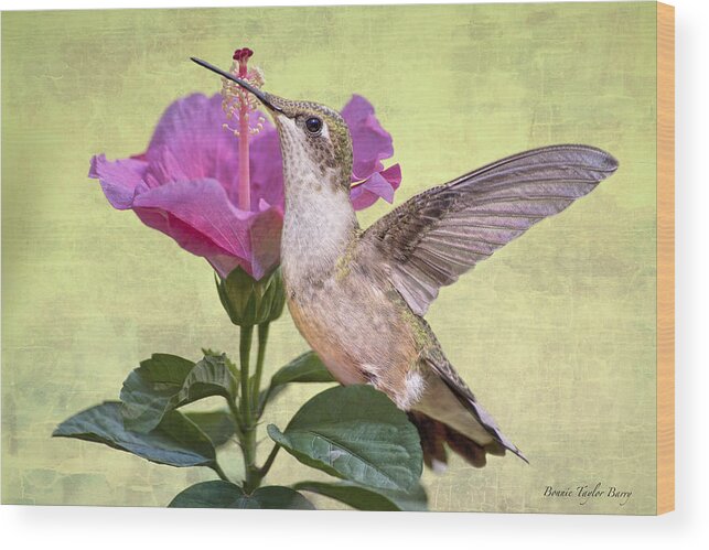 Hummer Wood Print featuring the photograph Little Miss Hummer by Bonnie Barry