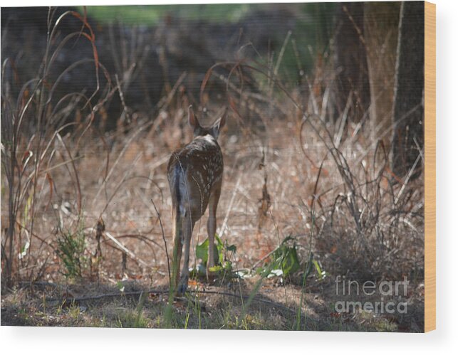Bambi Wood Print featuring the photograph Little One by Barb Dalton