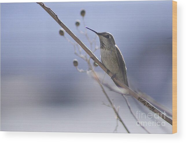 #male Anna #bird #hummingbird #fierce #neck Feathers #iridescent Feathers #territory #feathers #beak #blue Sky #sky Wood Print featuring the photograph Little Red by Debby Pueschel