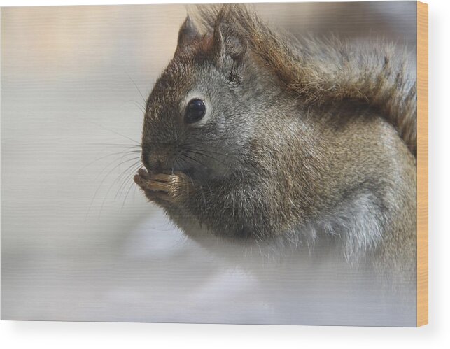 Red Squirrel Wood Print featuring the photograph Little Red Fairydiddle by Andrea Lazar