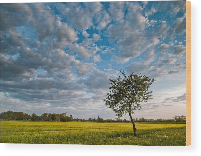 Landscapes Wood Print featuring the photograph Little tree by Davorin Mance