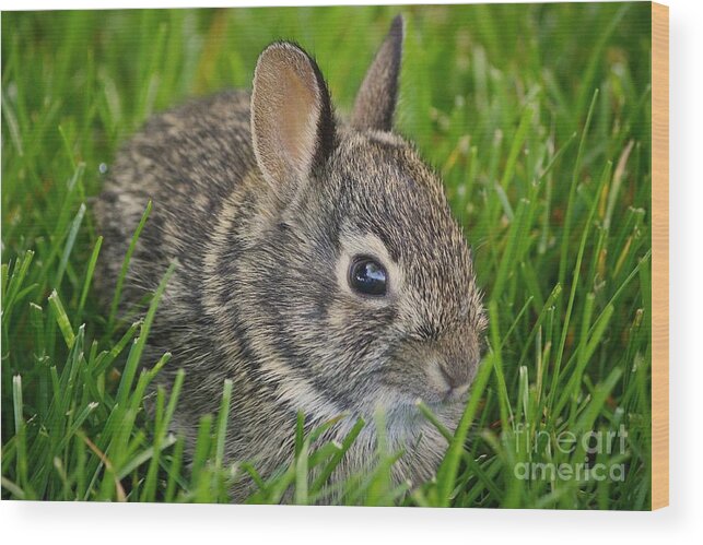 Rabbit Wood Print featuring the photograph Littlest Rabbit by Veronica Batterson