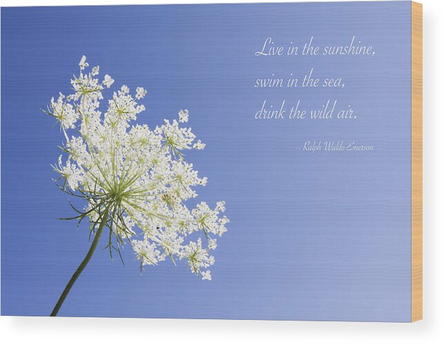 Queen Anne's Lace Wood Print featuring the photograph Live in the Sunshine by Patty Colabuono