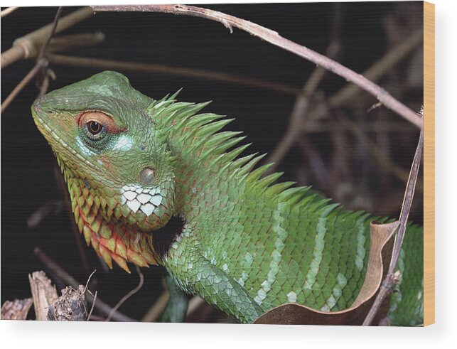 Feb0514 Wood Print featuring the photograph Lizard Portrait Sinharaja Biosphere by Mark Moffett