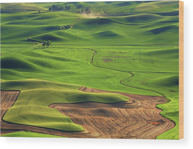 Tranquility Wood Print featuring the photograph Lone Cottonwood Tree Palouse by Sameer Mundkur