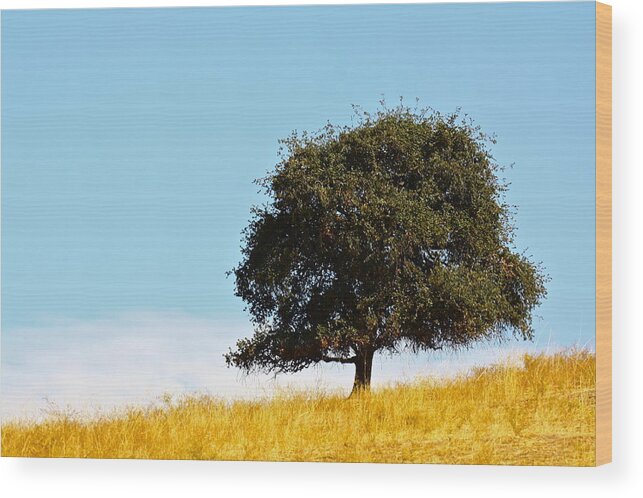 Tree Wood Print featuring the photograph Lone Oak by Diana Hatcher