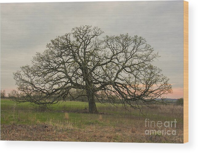 Lone Oak Wood Print featuring the photograph Lone Oak - Spring by Dan Hefle