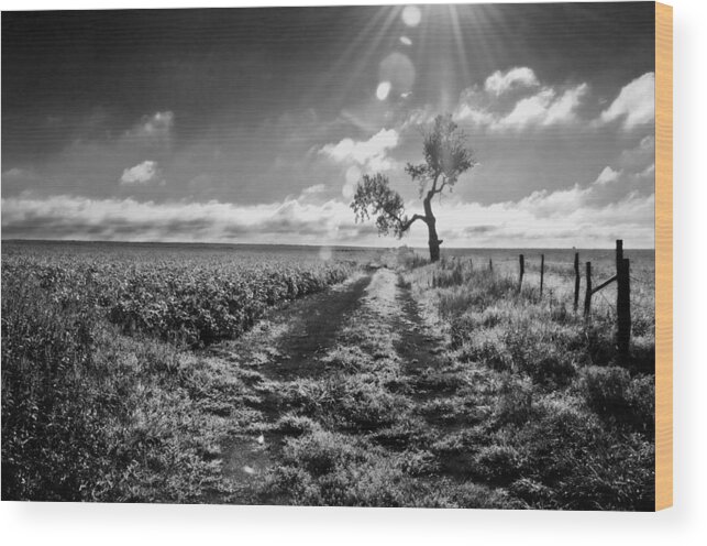 Flint Hills Wood Print featuring the photograph Lone Tree 3 by Eric Benjamin