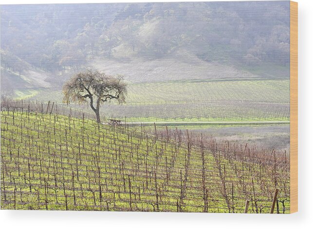 Scenic Wood Print featuring the photograph Lone Tree in the Vineyard by AJ Schibig