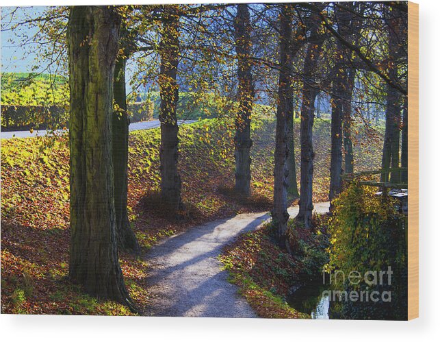 Holland Dutch Parks Morning Light Wood Print featuring the photograph Lone Walk by Rick Bragan