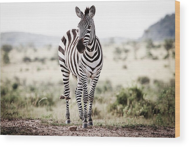 Africa Wood Print featuring the photograph Lone Zebra by Mike Gaudaur