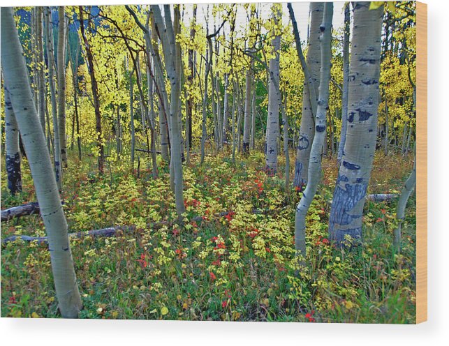 Independence Pass Wood Print featuring the photograph Lonely September by Jeremy Rhoades