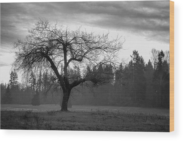 Black And White Wood Print featuring the photograph Lonely Tree by Ron Roberts