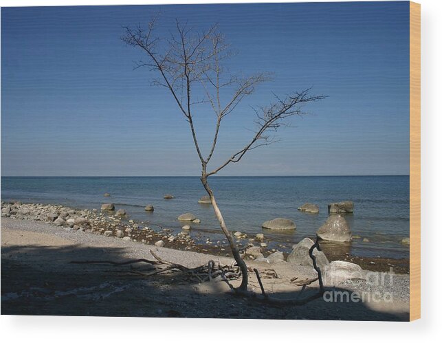 Beach Wood Print featuring the photograph Lonely tree by Susanne Baumann