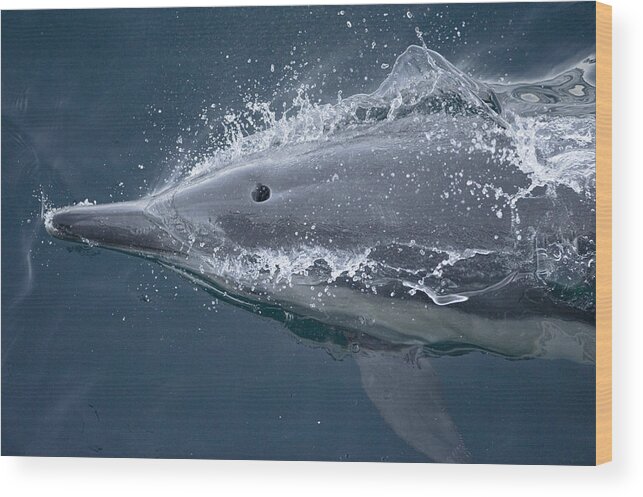 Feb0514 Wood Print featuring the photograph Long-beaked Common Dolphin Baja by Flip Nicklin
