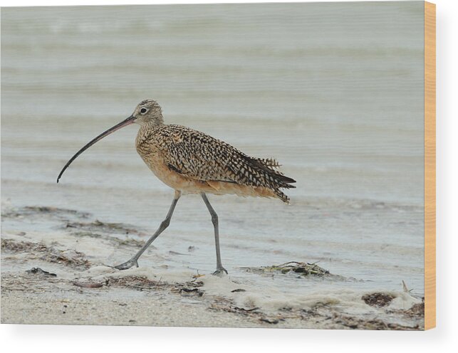 Long-billed Curlew Wood Print featuring the photograph Long-Billed Curlew by Bradford Martin