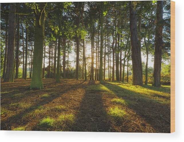 Scenics Wood Print featuring the photograph Long Shadows Through Trees by Verity E. Milligan