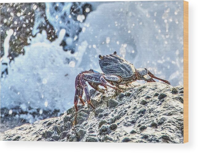 Crab Wood Print featuring the photograph Look At That Wave by Don Durfee