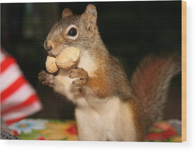Squirrel Wood Print featuring the photograph Look No Hands by Paula Brown
