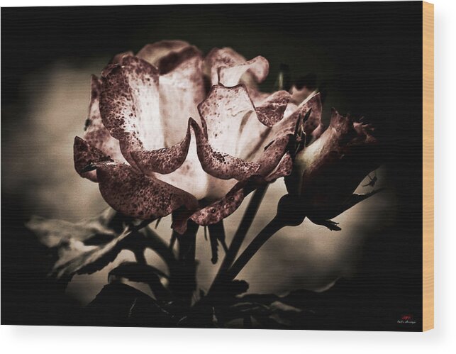 Flower Wood Print featuring the photograph Looking around-087 by Emilio Arostegui