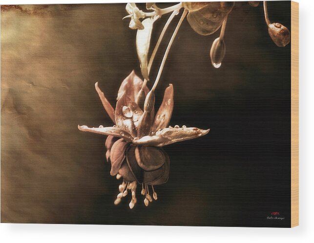 Flower Wood Print featuring the photograph Looking around-094 by Emilio Arostegui