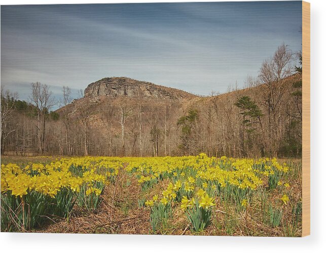 Daffodils Wood Print featuring the photograph Looking at Shortoff Mountain through the Daffodils by Mark Steven Houser