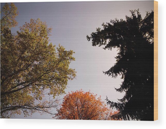 Tree Wood Print featuring the photograph Looking Down on Us by Photographic Arts And Design Studio