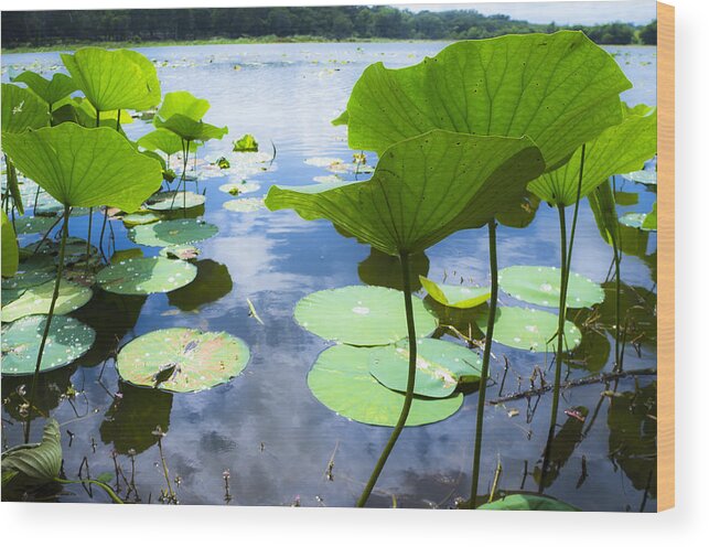 Reflection Color Wood Print featuring the photograph Looking toward the sun by Ellie Teramoto